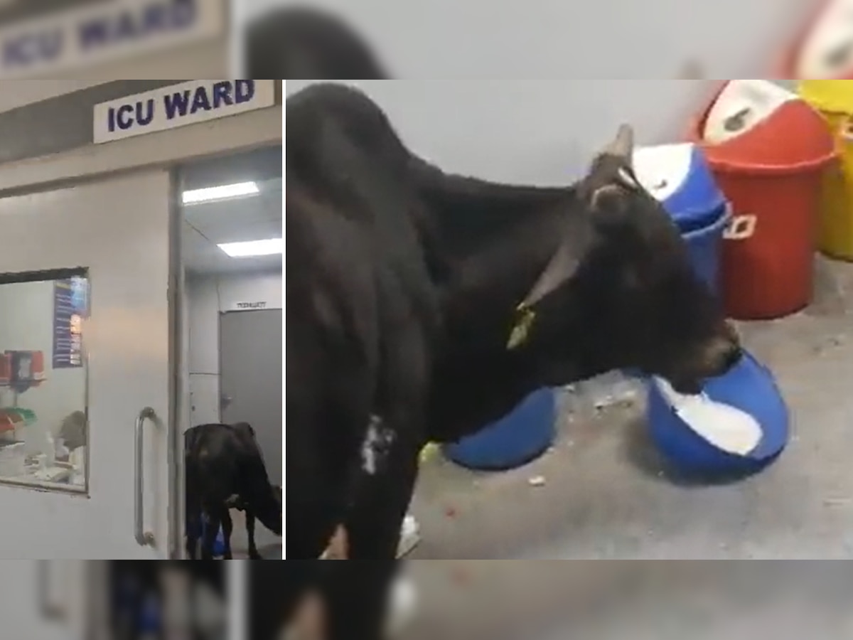 यहां अस्पताल के ICU वॉर्ड में घूमती हुई दिखाई दी गाय, मरीजों के घरवालों ने भगाया; Video वायरल