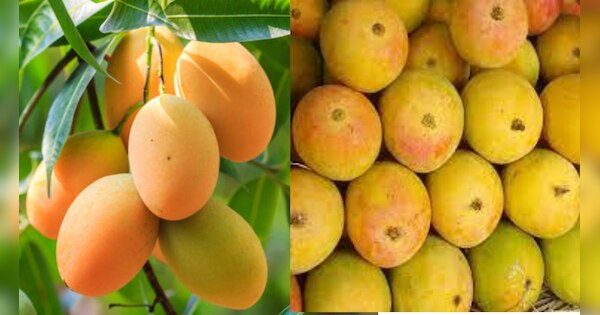 gaurjeet-mango-of-purvanchal-get-gi-tag-king-of-taste-and-fragrance