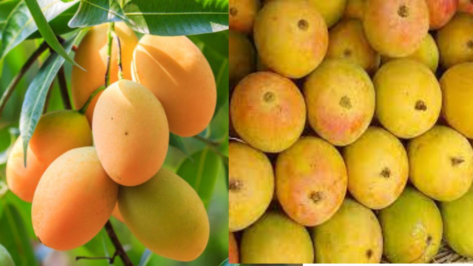 Gaurjeet Mango Of Purvanchal Get GI Tag King Of Taste And Fragrance gaurjeet-mango-of-purvanchal-get-gi-tag-king-of-taste-and-fragrance