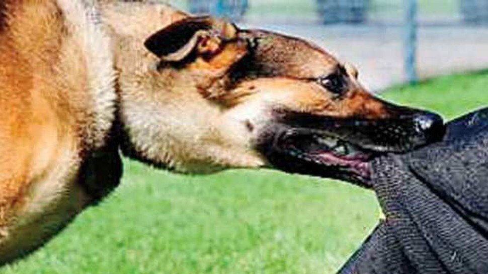 UP News: कुत्ते के काटने पर देना होगा 10 हजार रुपये जुर्माना, मेरठ नगर निगम ने पास किया प्रस्ताव