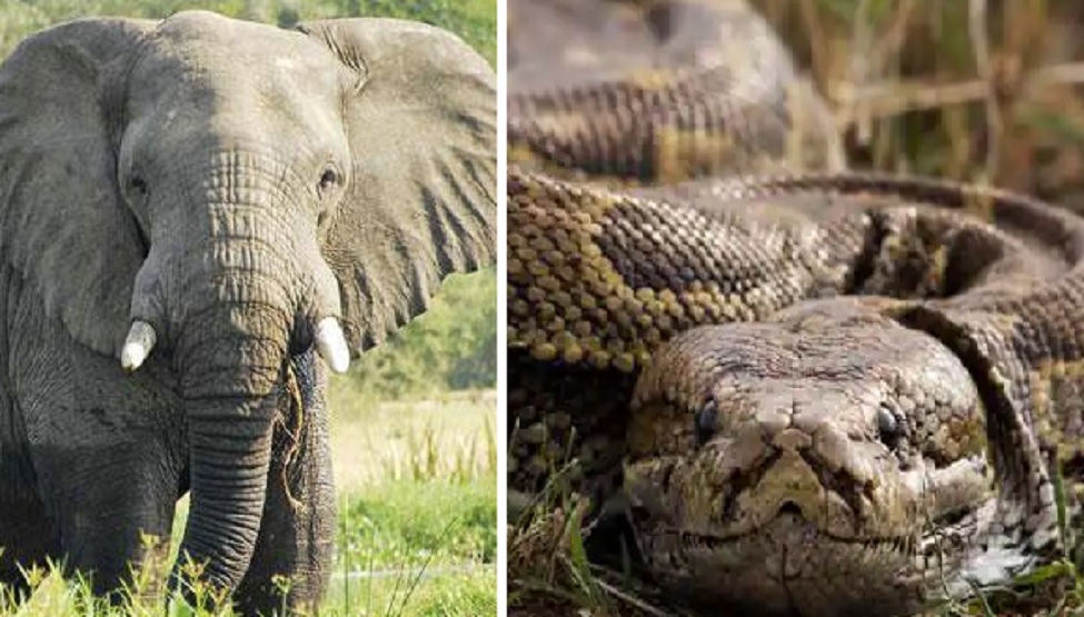 python elephant fight who will win the battle in jugle will amaze you ...