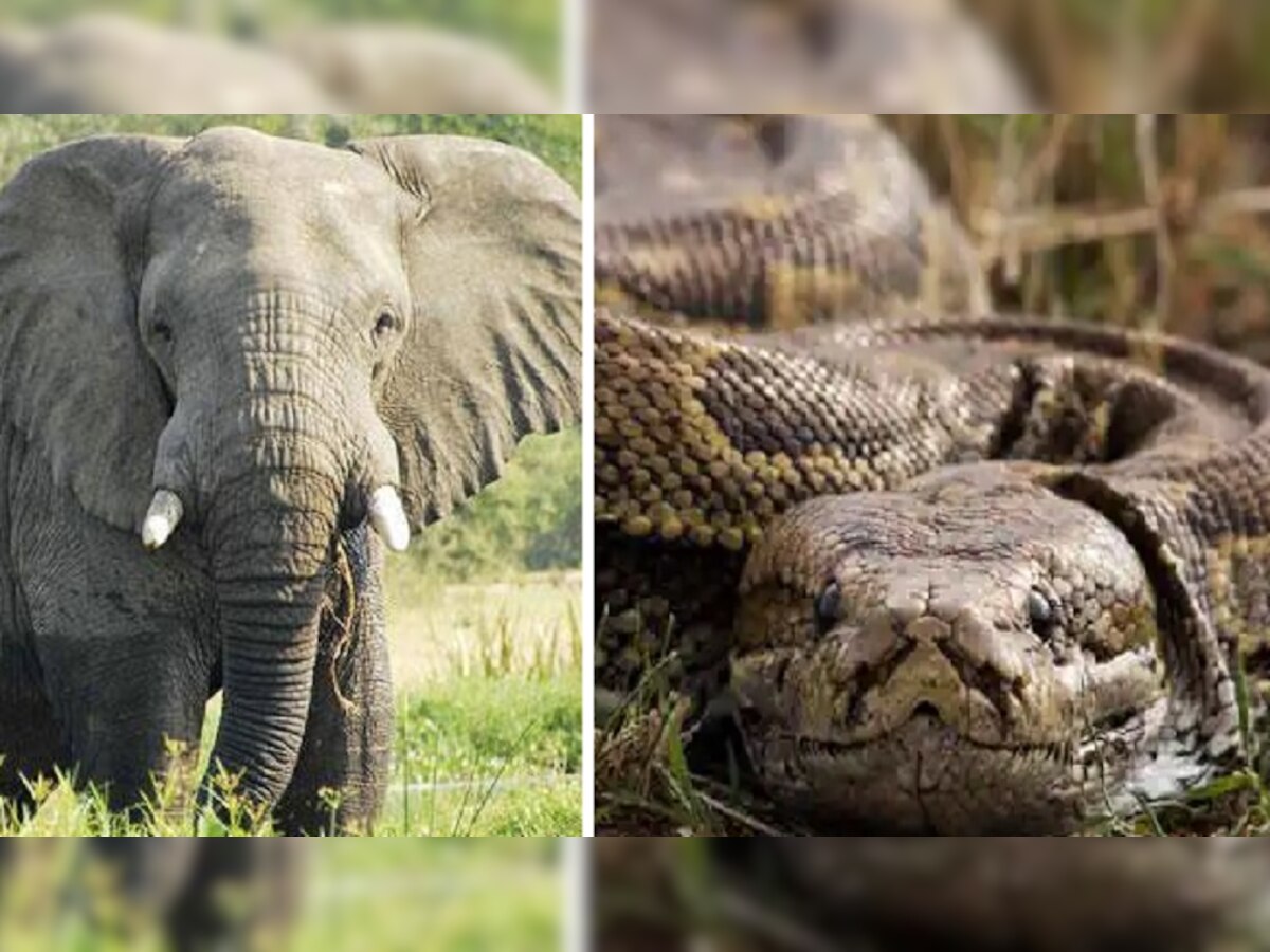 Python Elephant Fight: अजगर हाथी को भी निगल सकता है, सच्चाई जानकार आपकी रूह कांप जाएगी!