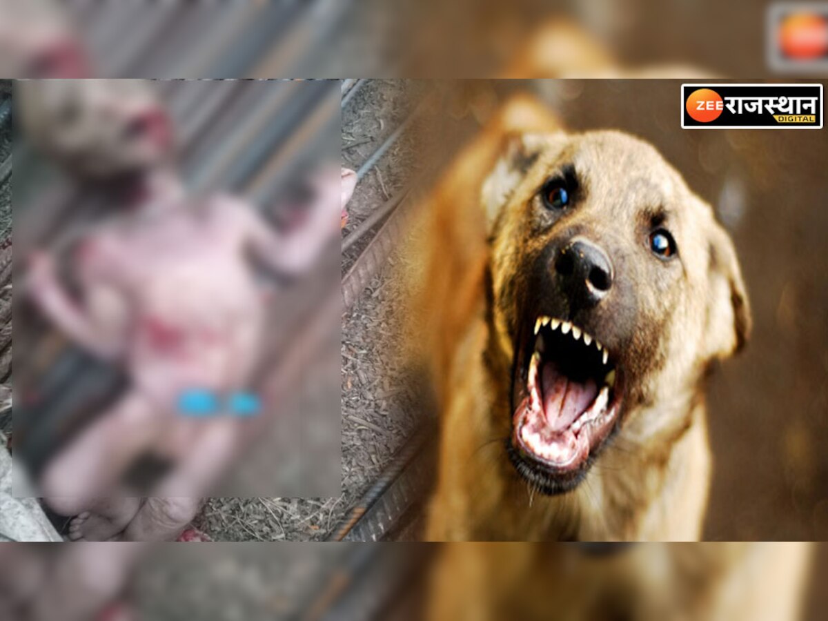Jaipur: नवजात को मुंह में दबाकर घूम रहा था कुत्ता, जांच में जुटी पुलिस