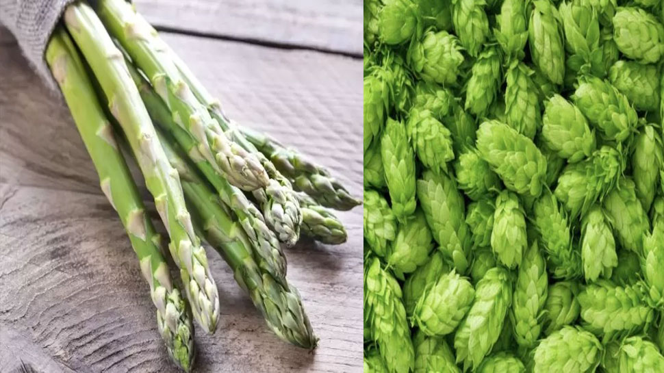 Worlds 6 most expensive vegetables which cost more than a gram of gold ...