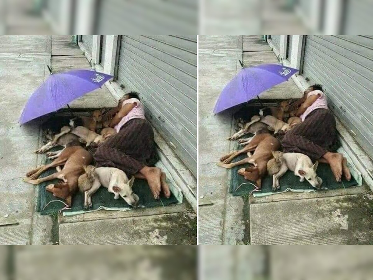 फुटपाथ पर कुत्तों संग सो रहा था बेघर शख्स, IFS ऑफिसर ने देखते ही कही दिल छू लेने वाली बात