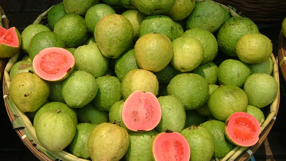 Guava benefits: महिलाओं और पुरुषों की इन समस्याओं में अमरूद है रामबाण; लेकिन यह है खाने का सही तरीका Guava benefits: महिलाओं और पुरुषों की इन समस्याओं में अमरूद है रामबाण; लेकिन यह है खाने का सही तरीका