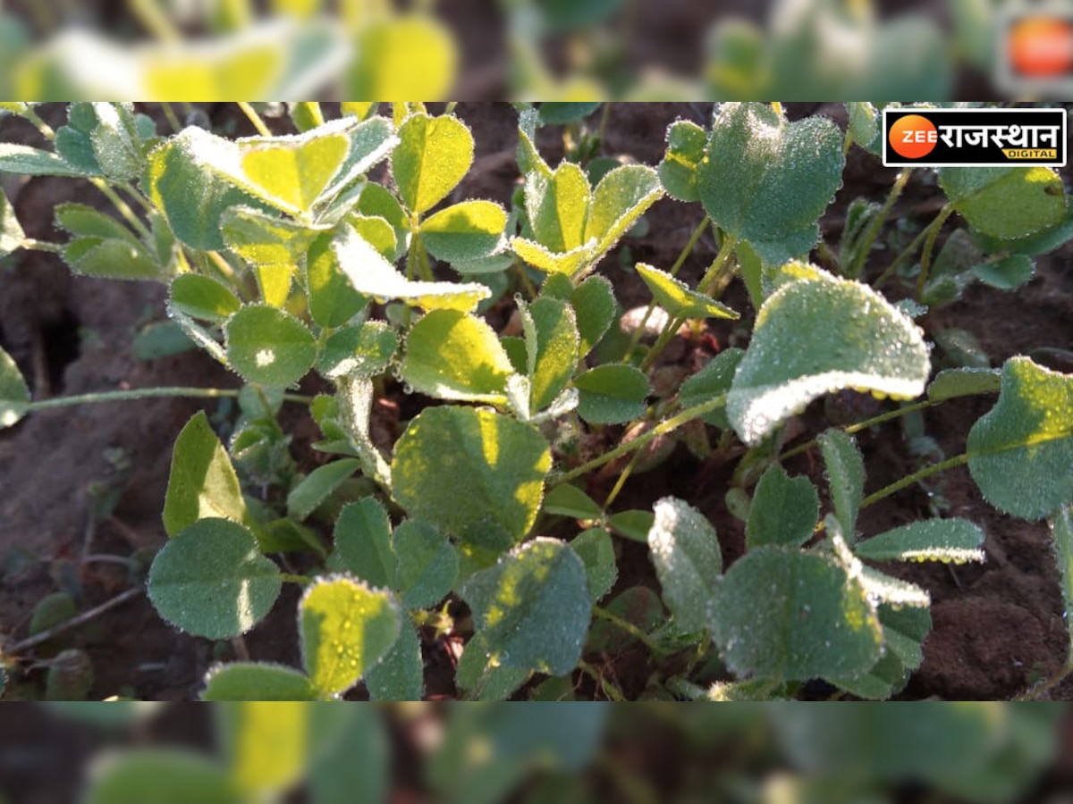 Sikar News: शेखावाटी में बढ़ा सर्दी का आलम, पौधों पर नजर आने लगी ओस की बूंदें