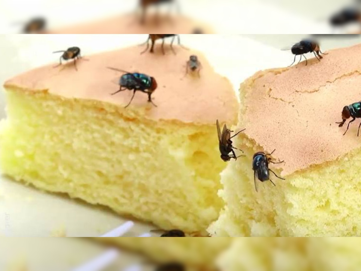 House Flies Remedies: घर में मक्खियों ने जीना कर रखा है मुश्किल? इन 5 आसान उपायों से हमेशा के लिए पा लें छुटकारा