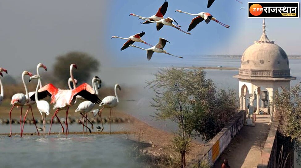 Dausa News 60 types of migratory birds came to Morel dam this view of