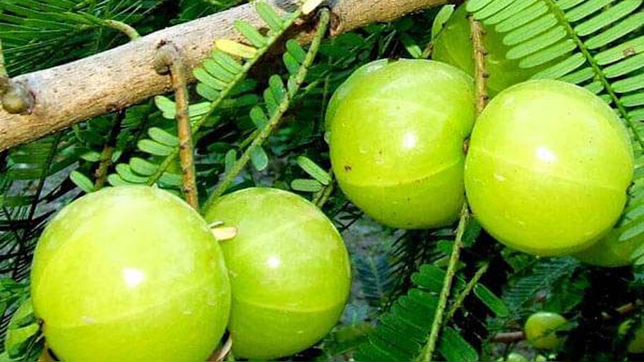 Amla benefits: डायबिटीज के अलावा इन चीजों में फायदेमंद है आंवला, जान लें सेवन का सही तरीका