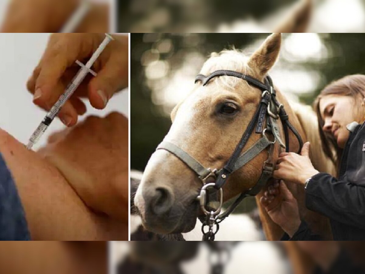 Horse Injection: इस काम के लिए लड़के ने लगवा लिया घोड़े वाला इंजेक्शन, फिर हो गई ऐसी हालत कि...