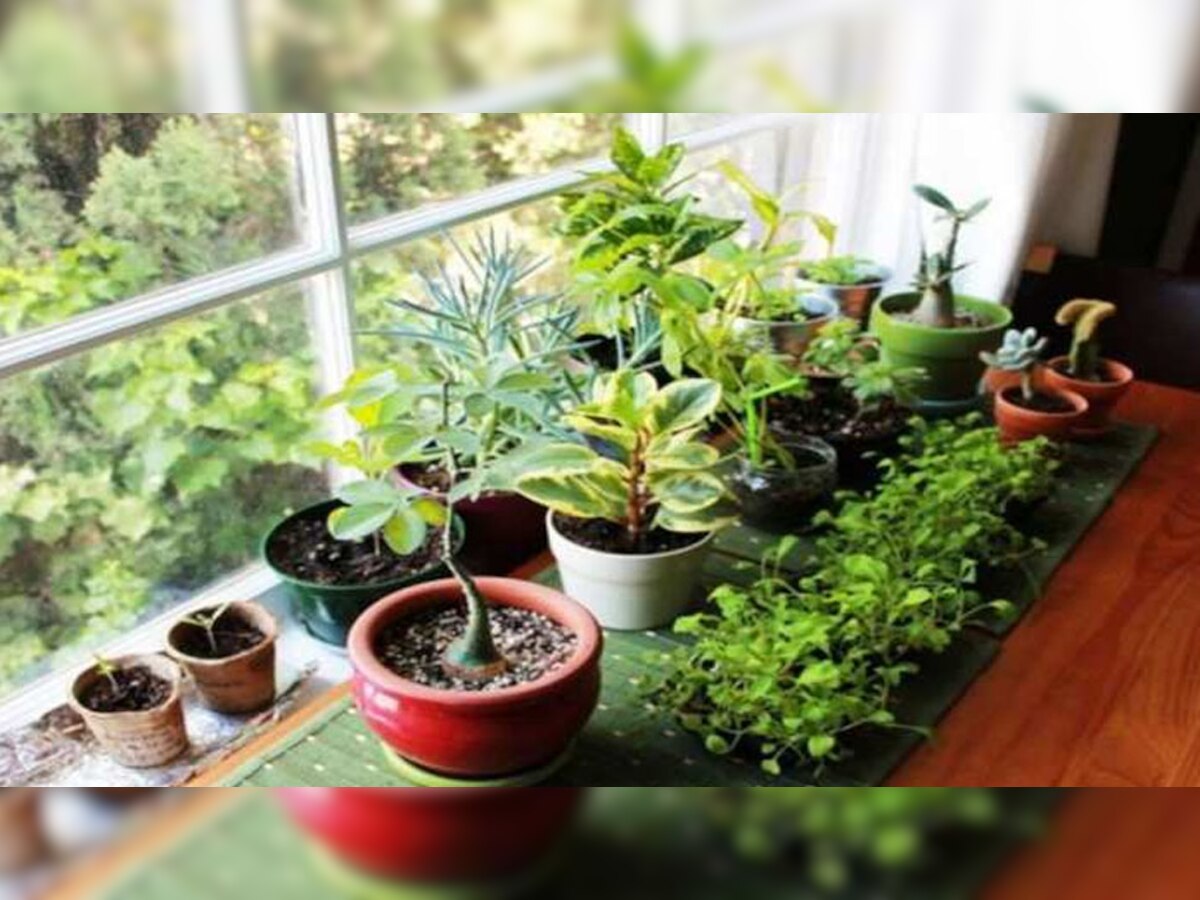 Vastu Tips for Plants: घर में कभी न लगाएं ये 4 पौधे, बनते हैं कंगाली का कारण; भरा-पूरा परिवार हो जाता बर्बाद