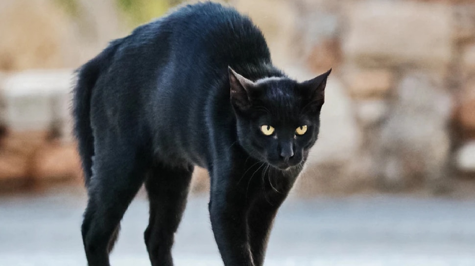 काली बिल्ली दिखना