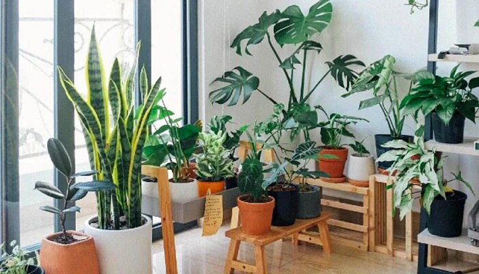 Vastu Tips: घर में सौभाग्य लाता है ये खूबसूरत पौधा, ये एक गलती बिगाड़ देती है आर्थिक स्थिति