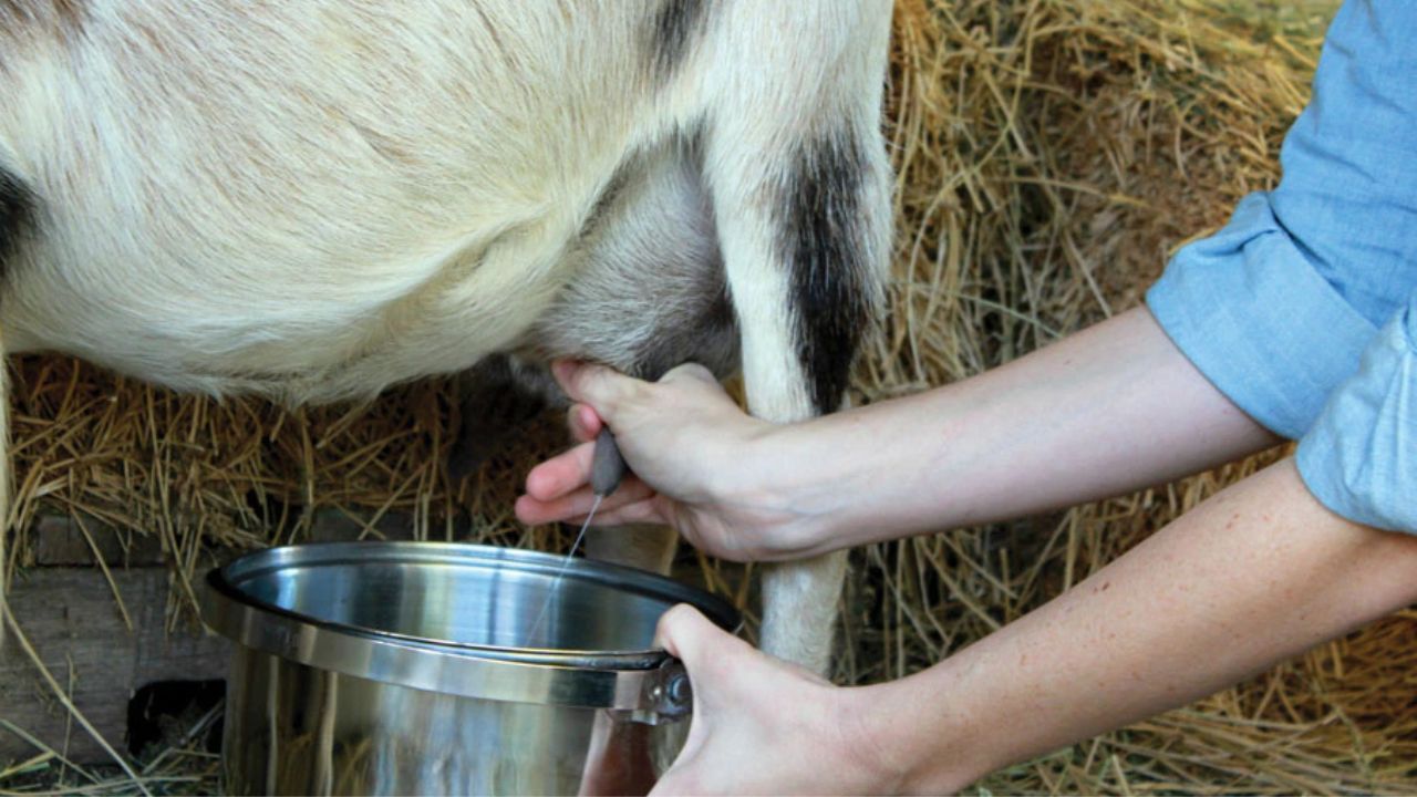 Health Tips: गाय-भैंस का नहीं, हेल्थ एक्सपर्ट्स ने माना इस जानवर का दूध है ज्यादा फायदेमंद