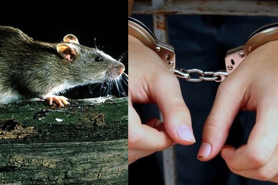 यूपी: चूहे को पानी में डुबोकर मारने के आरोप में हिरासत में युवक, एक हफ्ते में आएगी पोस्टमार्टम रिपोर्ट