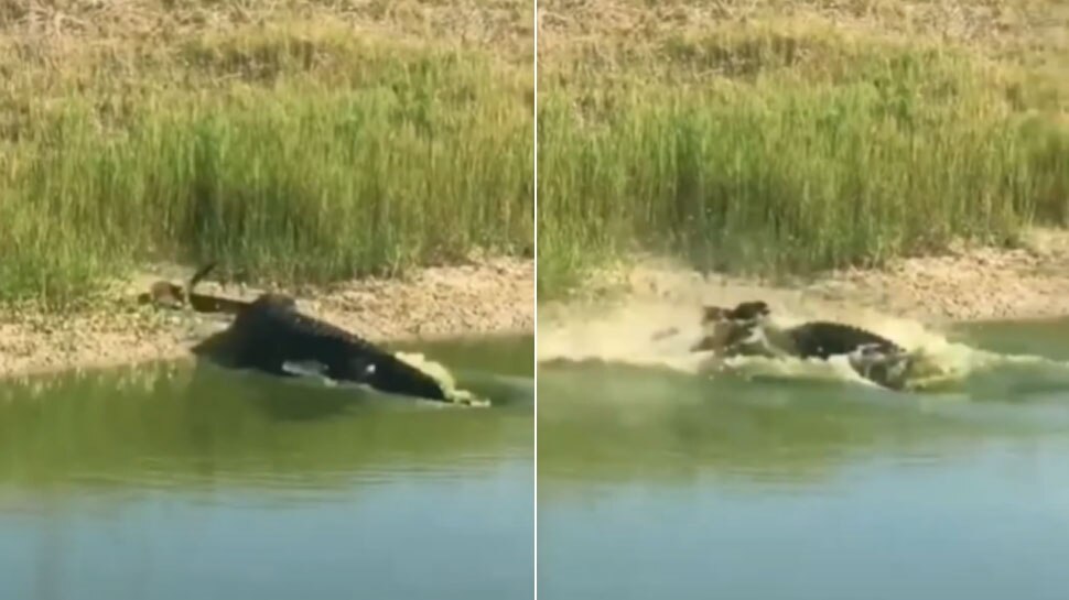 Viral Video: जब मगरमच्छ ने सांप पर कर दिया हमला और फिर.., Video देख खड़े हो जाएंगे रोंगटे