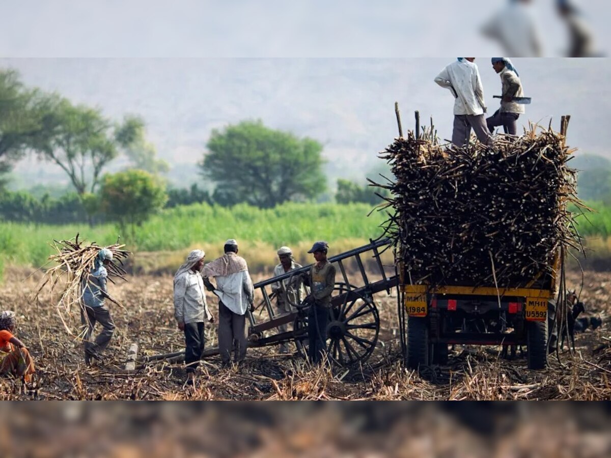 UP News : योगी सरकार का बड़ा फैसला, अब गन्‍ना ले जाने वाले किसानों को करना होगा यह जरूरी काम 