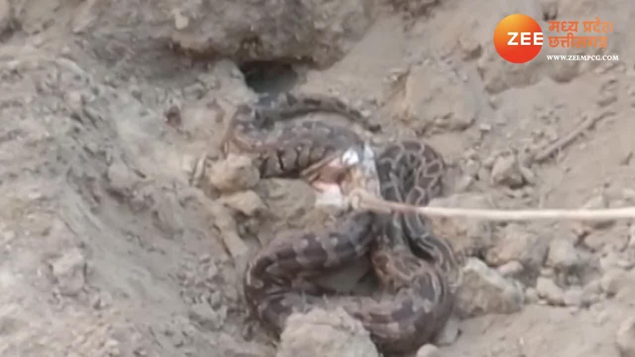 12 feet long python was hidden in a pond of Kaushambi apup | तालाब में ...