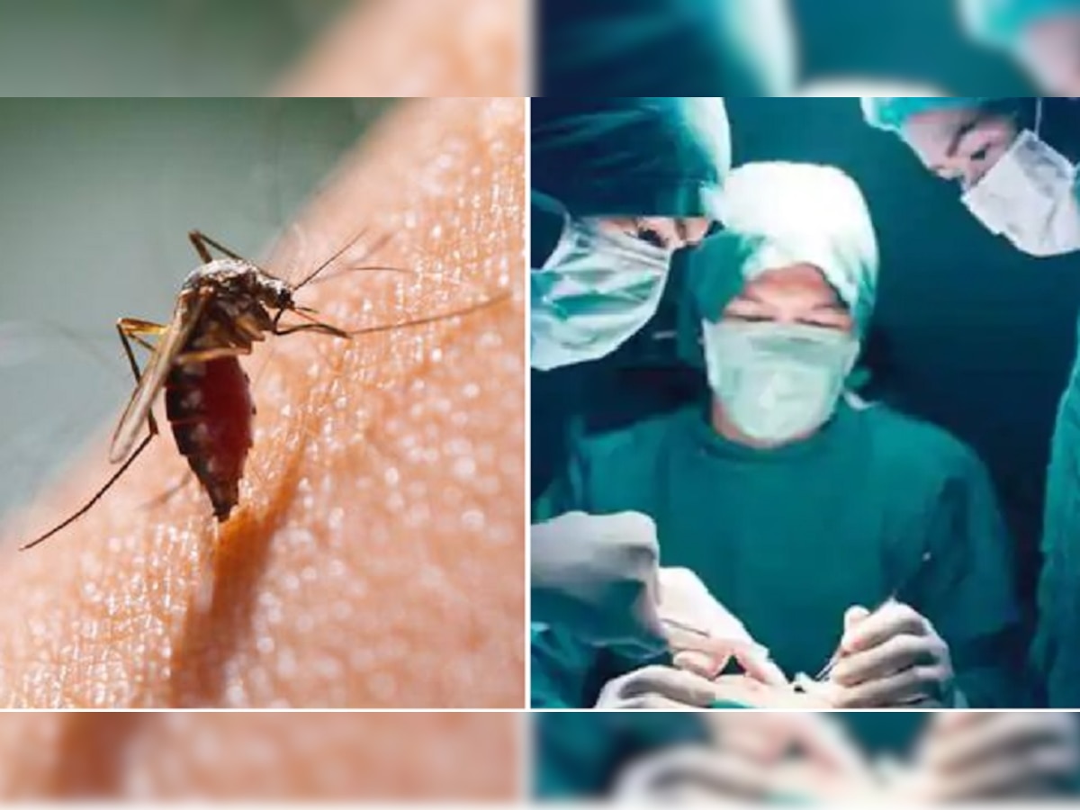Tiger Mosquito: एक मच्छर के काटने से शख्स के हुए 30 ऑपरेशन, कोमा में पहुंच गया