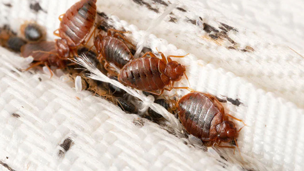 Khatbul Insect Khatmal Bhagane ke Upay and Tips how to kill bedbugs | Khatmal Bhagane ...