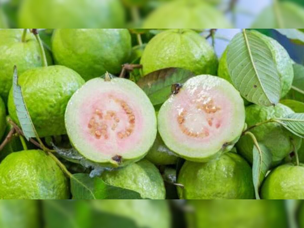 Side Effects of Guava: ऐसे लोग भूलकर भी न खाएं अमरूद, सेहत को पड़ सकता है भारी; खुद को कंट्रोल करने में ही है भलाई