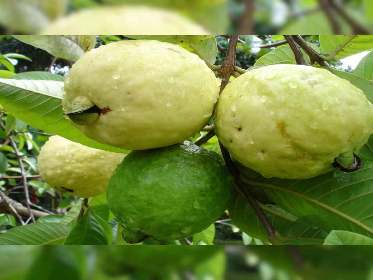 Guava Side Effects: ଏହି ଲୋକମାନେ ଭୁଲରେ ବି ଖାଆନ୍ତୁନି ପିଜୁଳି, ସ୍ୱାସ୍ଥ୍ୟ ପାଇଁ ହୋଇଥାଏ ୬ଟି ବଡ଼ କ୍ଷତି