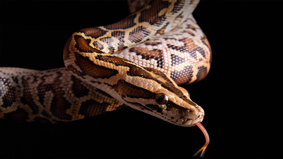 Python Attack: अजगर हुआ आग बबूला, बना घड़ियाल की जान का दुश्मन, Video में देखें किसने मारी बाजी