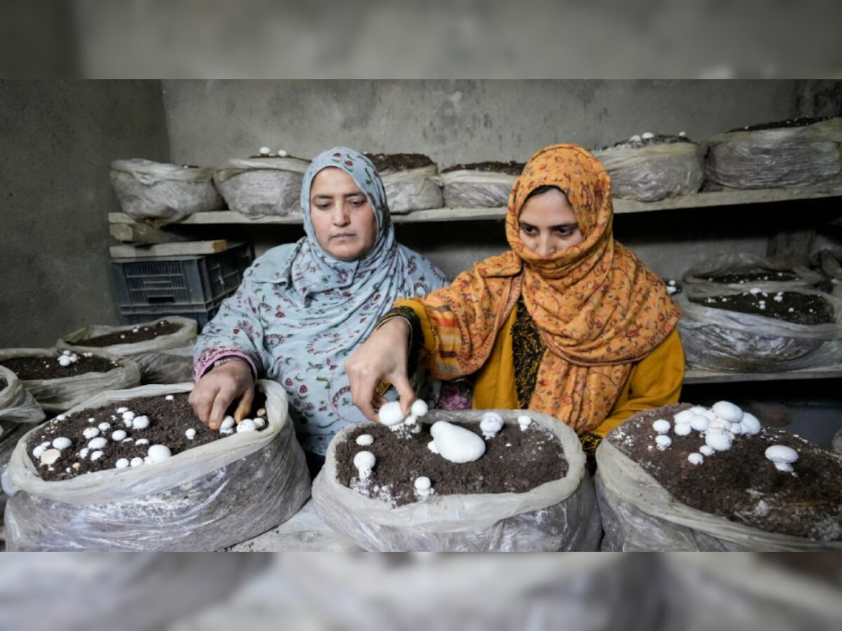 Kashmir: मशरूम की खेती कर तरक़्क़ी की नई इबारत लिख रही हैं कश्मीर की महिलाएं