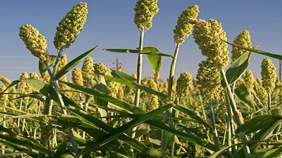 MP News MSP Purchase of millet bajra ki kharadi shuru ese kre