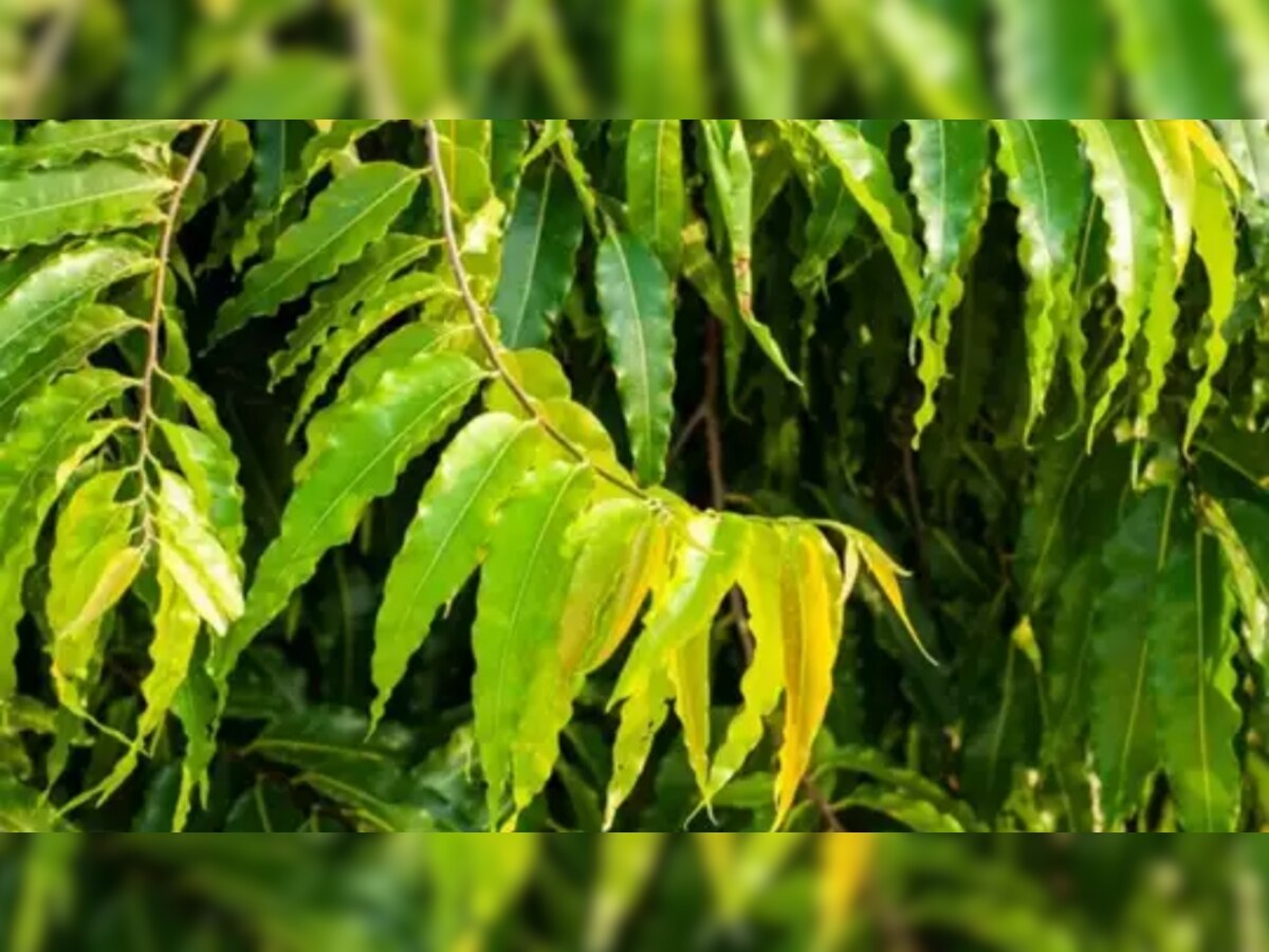 From Marriage to Grah dosh Ashoka leaves can do magic in making life