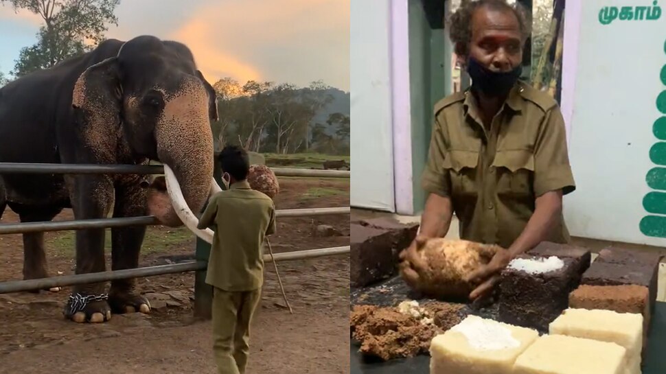 तमिलनाडु के रिजर्व में बनता है हाथियों का ब्रेकफास्ट