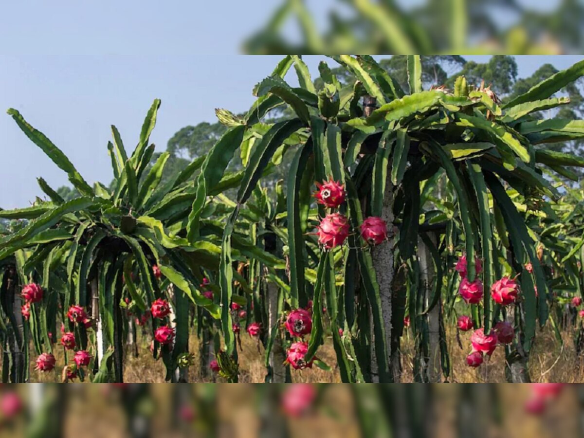 Dragon Fruit: कम लागत अधिक मुनाफा ‘ड्रैगन फ्रूट की खेती’, खेती से किसान हो रहे मालामाल