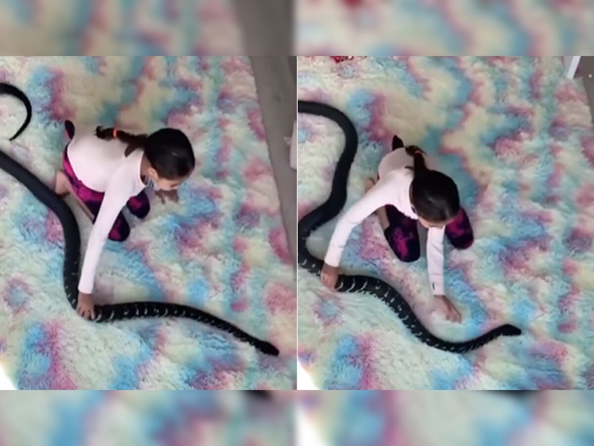 Shocking: खतरनाक सांप को पकड़ने की कोशिश में ऐसा करने लगी मासूम बच्ची और फिर.., देखें Video