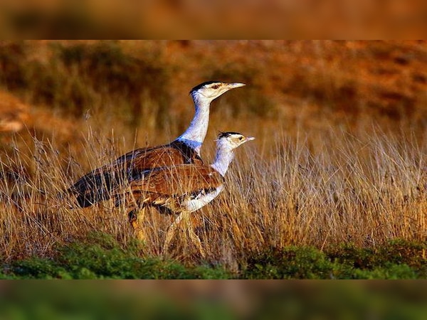  ग्रेट इंडियन बस्टर्ड
