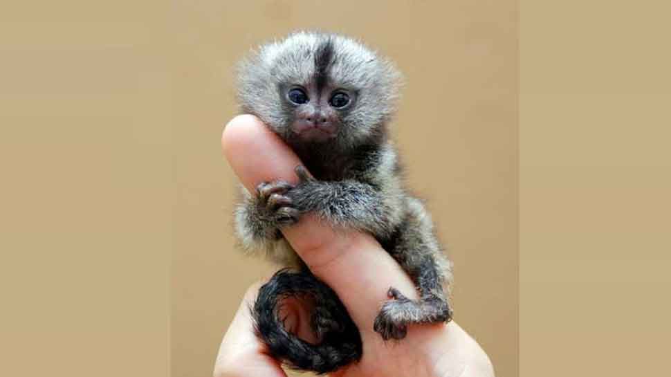 Pygmy Marmoset: यह है दुनिया का सबसे छोटा बंदर, वजन 100 ग्राम, जानें इसके बारे में