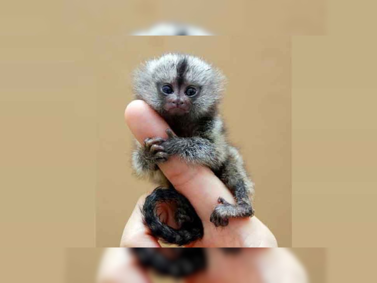 Pygmy Marmoset: यह है दुनिया का सबसे छोटा बंदर, वजन 100 ग्राम, जानें इसके बारे में