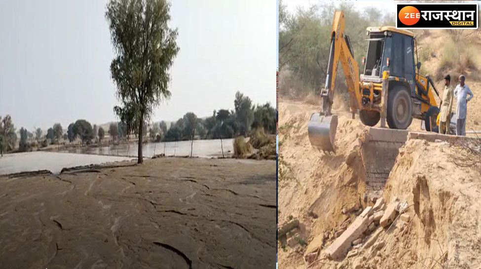 सूरतगढ़: माइनर टूटने से खेतों में भरा पानी, बिजान की गई गेहूं की फसल हुई खराब