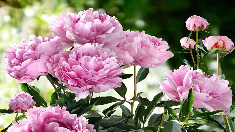 vastu tips for marriage peony plant flowers benefits vastu for shaadi