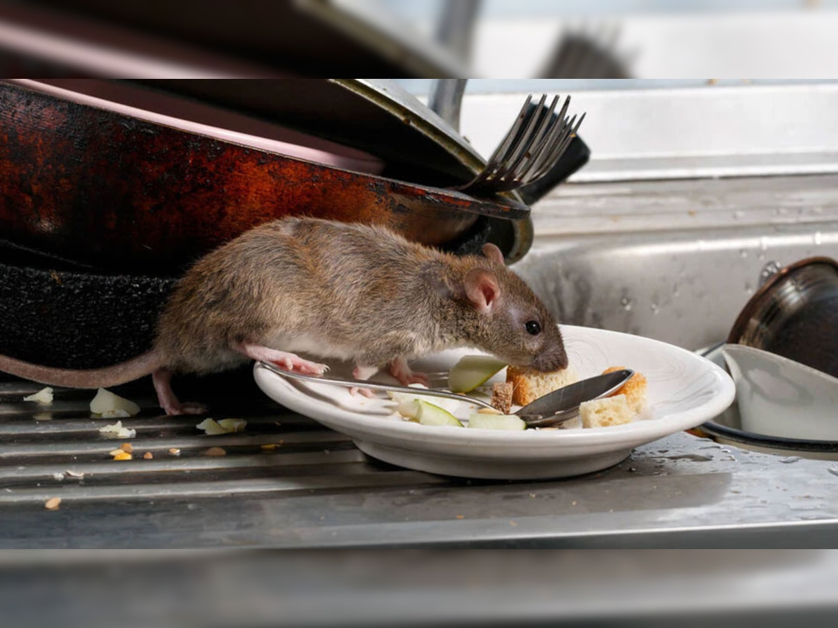 चूहों की वजह से आप बीमार पड़ सकते हैं.... (सांकेतिक तस्वीर)