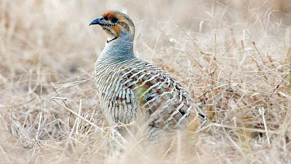 Partridge Farming: इस पक्षी को घर लाए तो लेना पड़ेगा लाइसेंस, होगी मुर्गी पालने से भी मोटी कमाई