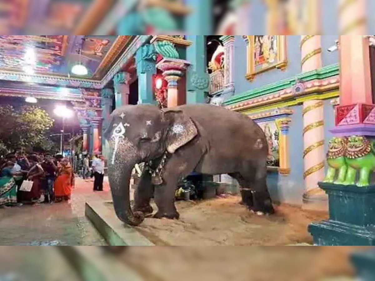 Puducherry: मंदिर की हथिनी ‘लक्ष्मी’ की मौत, सैंकड़ों लोगों ने नम आंखों से दी अंतिम विदाई