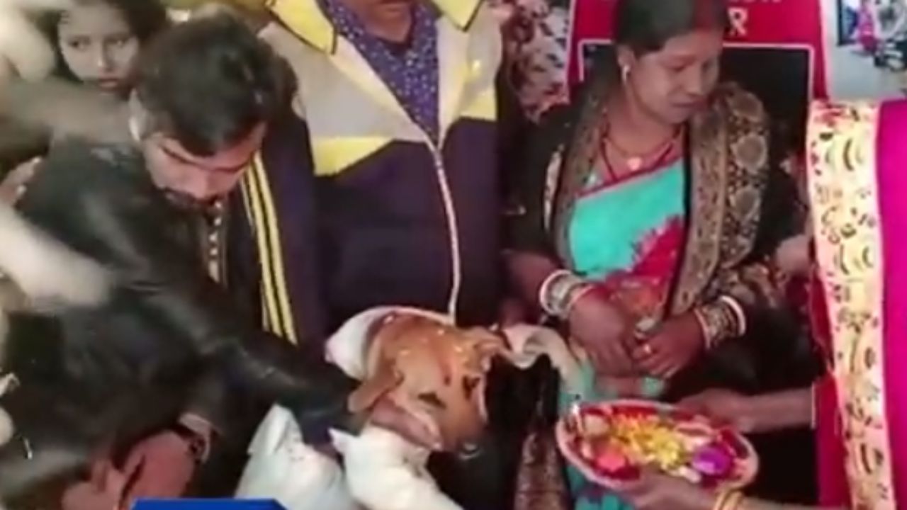 Trending News: 4500 रुपये का सूट पहनकर कुत्ते ने काटा केक, 350 मेहमानों संग धूमधाम से मनाया जन्मदिन