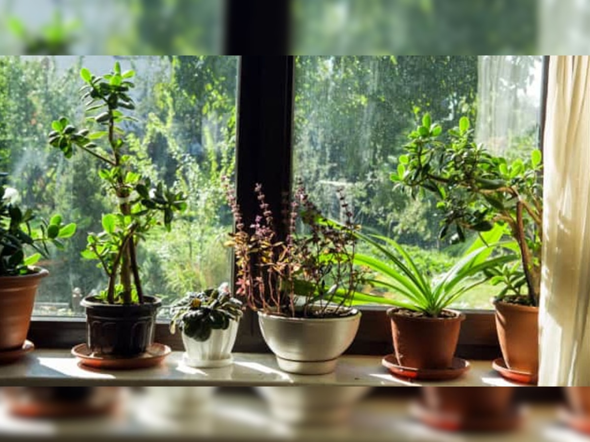Vastu Tips for Plants: कंगाल कर देते हैं ये पौधे, परिवार की बर्बादी की बनते वजह; घर से बाहर करने में न लगाएं देर