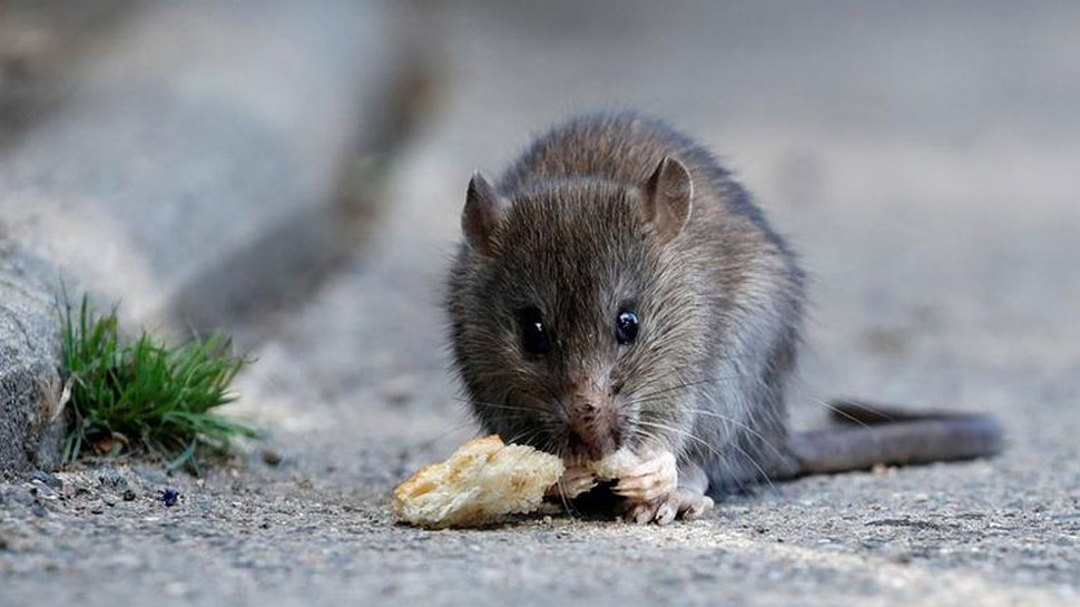 Rat Murder Case: एक चूहे की मौत, पोस्टमार्टम के बाद कानूनी दांव-पेंच में ऐसे फंसा केस