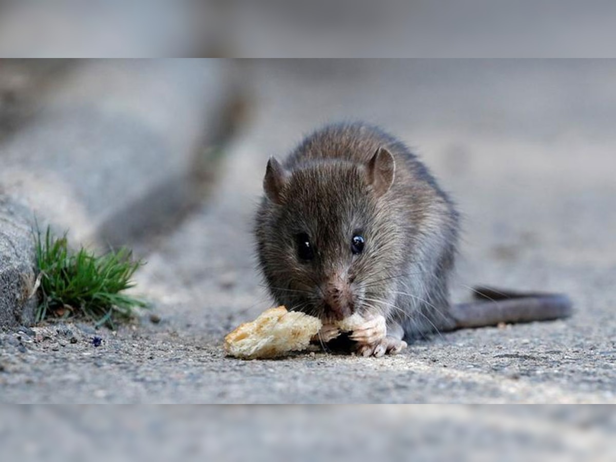 चूहे की पोस्टमार्टम रिपोर्ट में बड़ा खुलासा