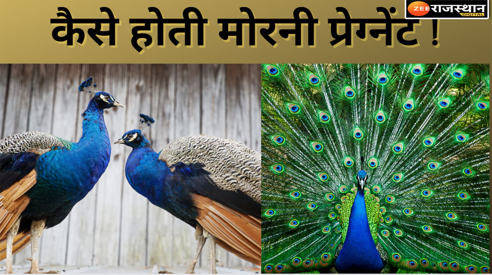 How peacock peahen get pregnant weeping or mating know truth क्या मोर