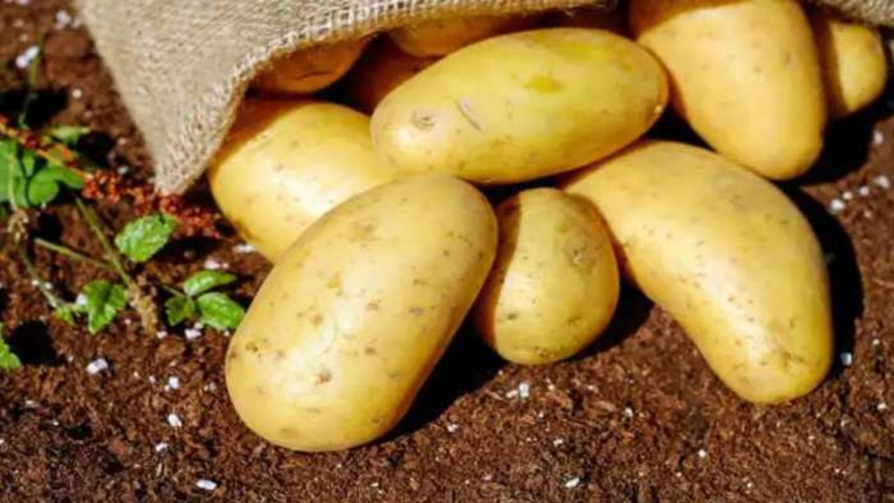 Le Bonnotte potato is being sold for Rs 50000 a kilogram know about