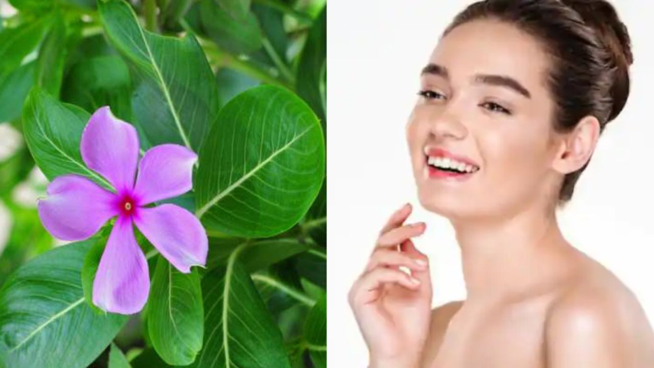 Skin Care Tips: चेहरे को ऐसे चमकाएगा सदाबहार फूल, ढलती उम्र में भी नहीं दिखेंगी झुर्रियां-काले धब्बे