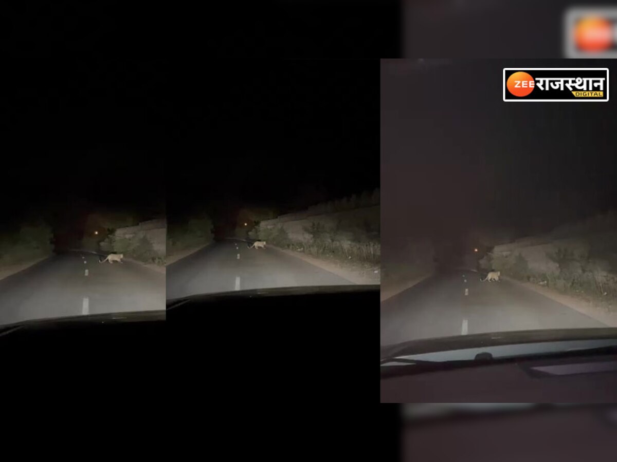 चित्तौड़गढ़ः उदयपुर से सावा लौट रहे कार चालक के सामने अचानक आया पैंथर, उड़े होश  